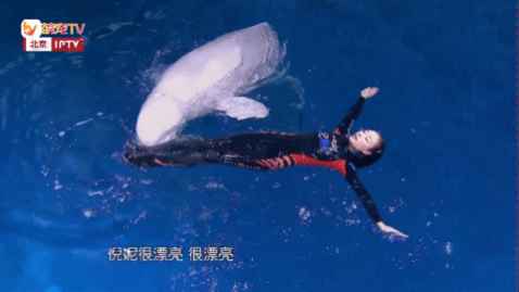 手指TV免费版下载,手指TV中文版