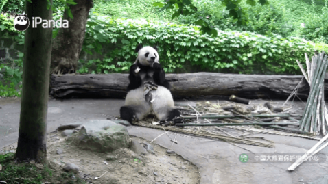 ��ӥֱ��TV�����ư�,��ӥֱ��ȥ��洿����