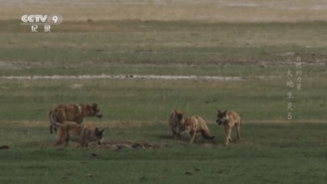 С��ֱ��TV���Ӱ�