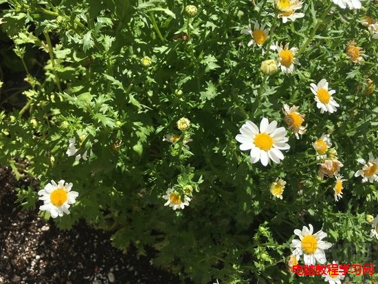 iPhone 6siPhone SEˮƽ