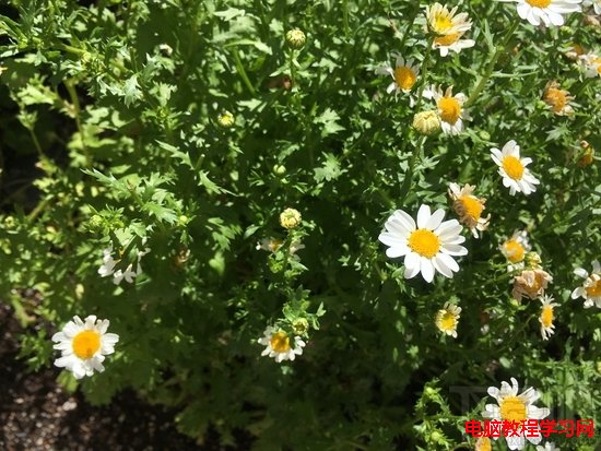 iPhone SEiPhone 6sˮƽ